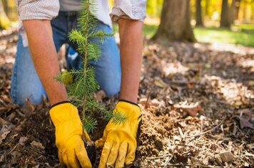 Prefeitura e Conselho de Meio Ambiente realizarão projeto de arborização urbana