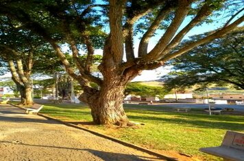 COMUNICADO - Corte de Árvore na Praça Matriz