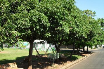 Guia de Arborização Urbana destaca orientações e normas necessárias para plantio de árvores em Divinolândia