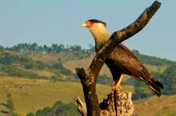 Foto - Conheça Divinolândia